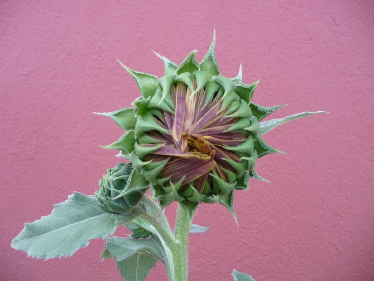 Helianthus Guesthouse Ammouliani Esterno foto