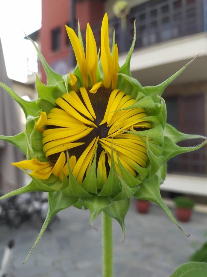 Helianthus Guesthouse Ammouliani Esterno foto
