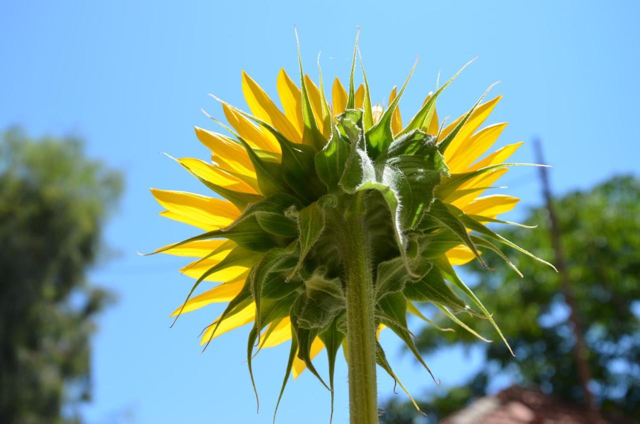 Helianthus Guesthouse Ammouliani Esterno foto