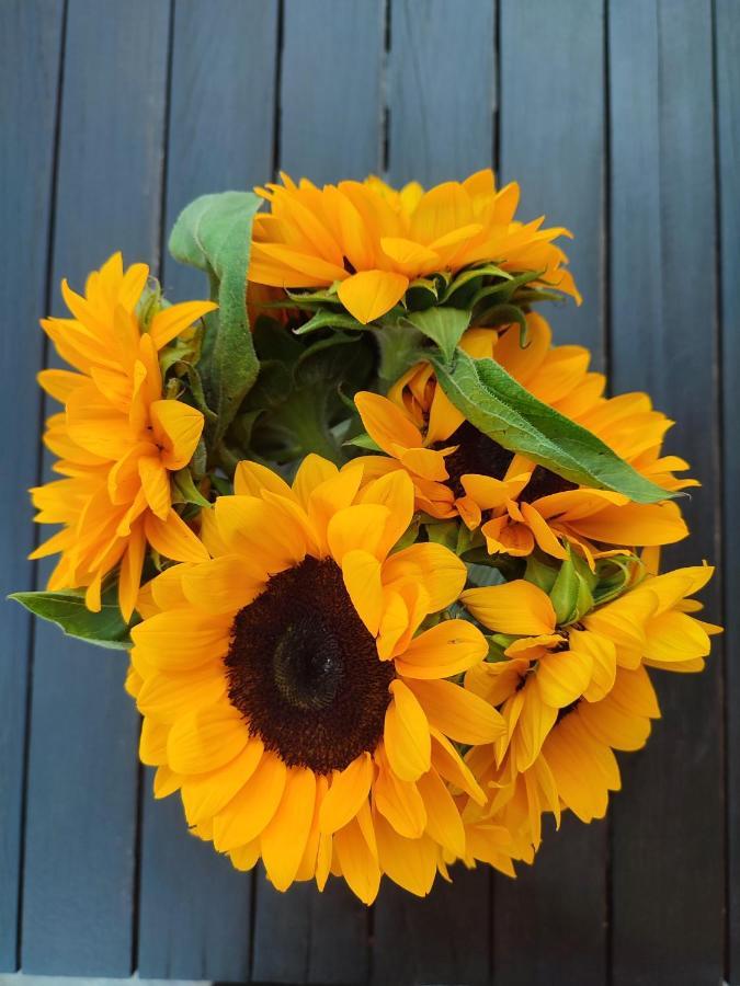 Helianthus Guesthouse Ammouliani Esterno foto