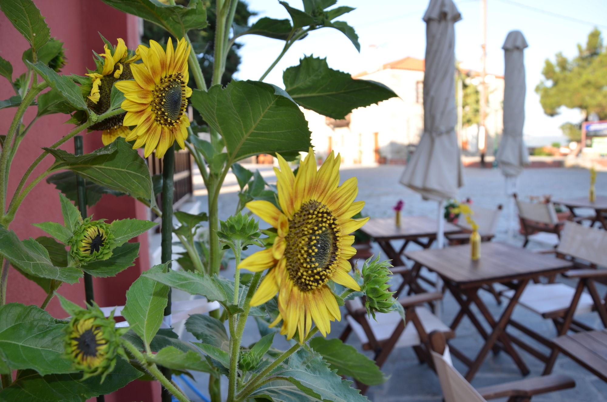 Helianthus Guesthouse Ammouliani Esterno foto